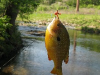 5 mile creek Fishing Report